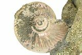 Iridescent Pyritized Ammonite (Quenstedticeras) Fossil Display #368847-1